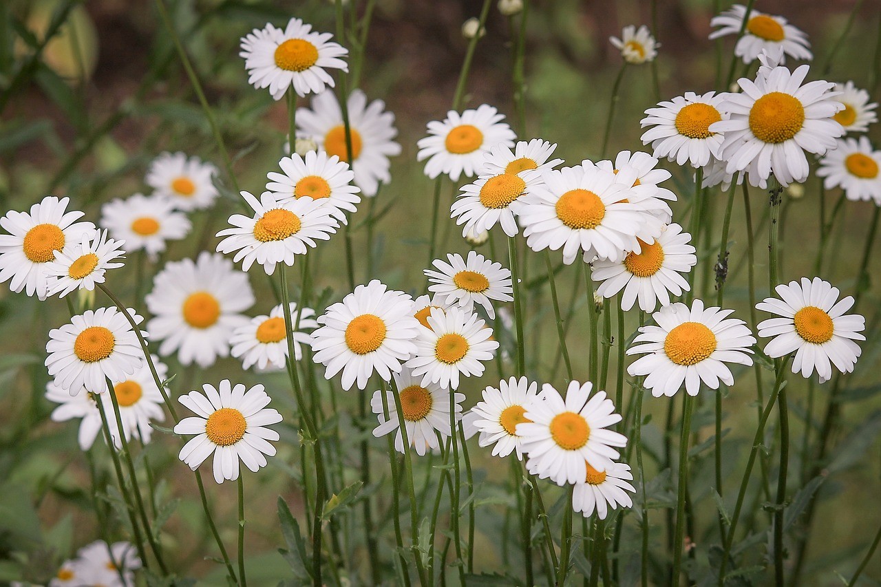 daisies-3439573_1280.jpg